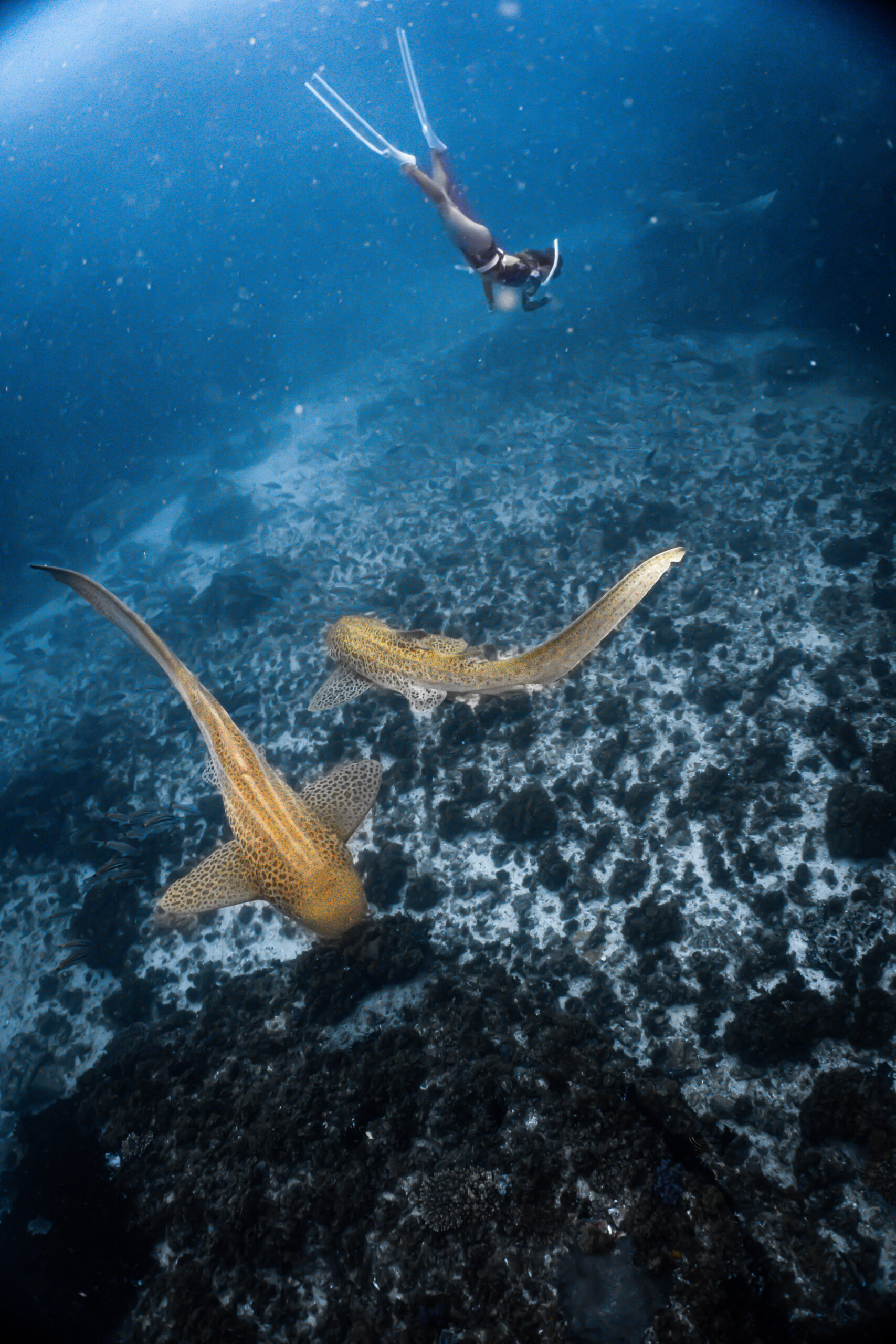 Female diver with two leopard sharks at julian rocks reserve breathwork ceremony at retreat in byron bay book-freediving-retreats