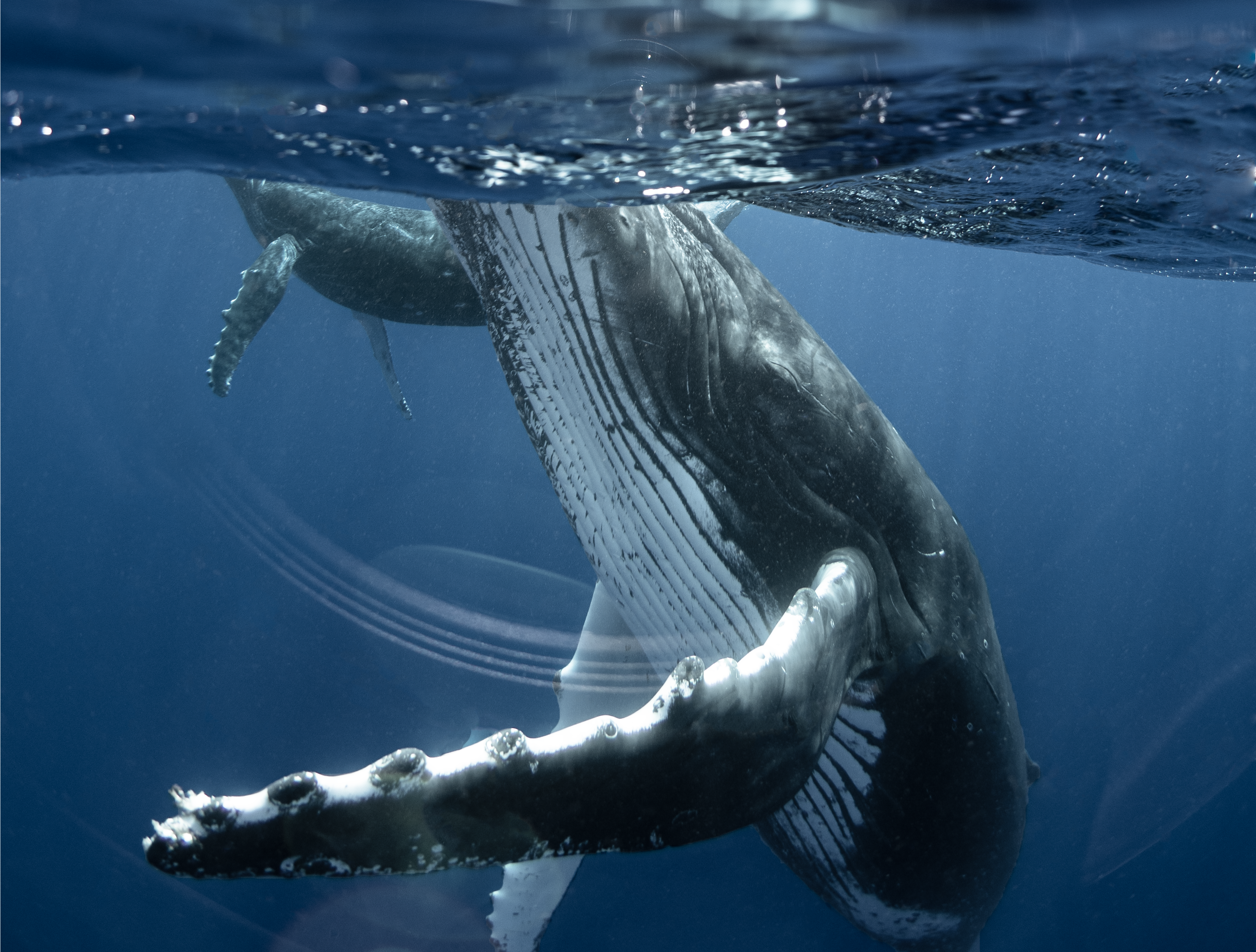 Humpback whale and it's baby Book-Freediving-Retreats Trip Tonga