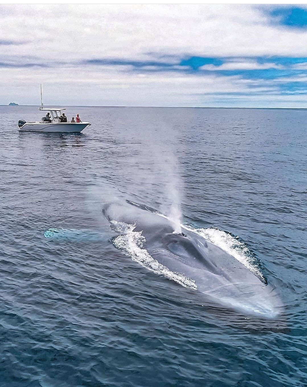 timor-leste-freediving-trip-Blue-Whale-8-Book-freediving-retreats.